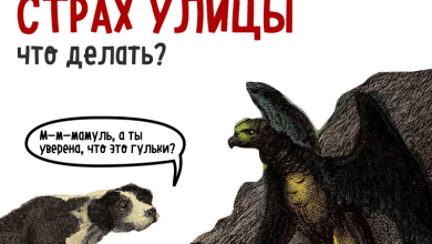 Photo of Истории о страхе перед животными